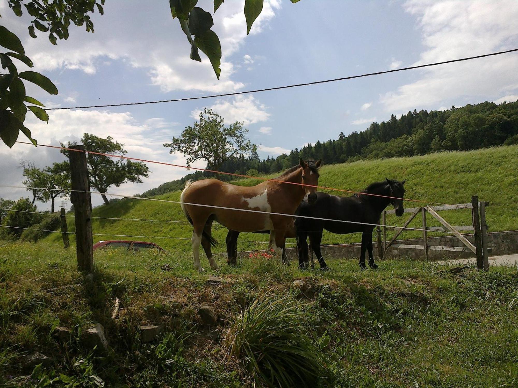 Bed And Breakfast Spelca Pivka Kültér fotó